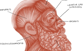 James Harden 'Hardenalis Beardoid' Medical Illustration