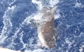Carmelo Anthony Went Fishing and Caught a Shark
